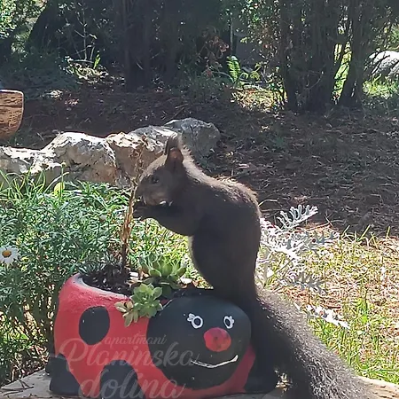 Lägenhet Planinska Dolina *